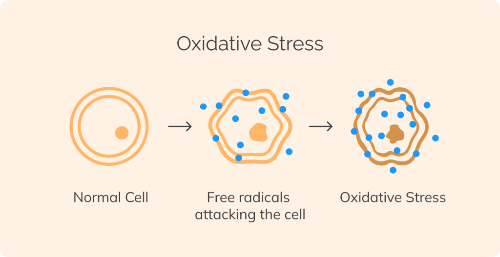 How smoking affects skin: Oxidative stress infographic