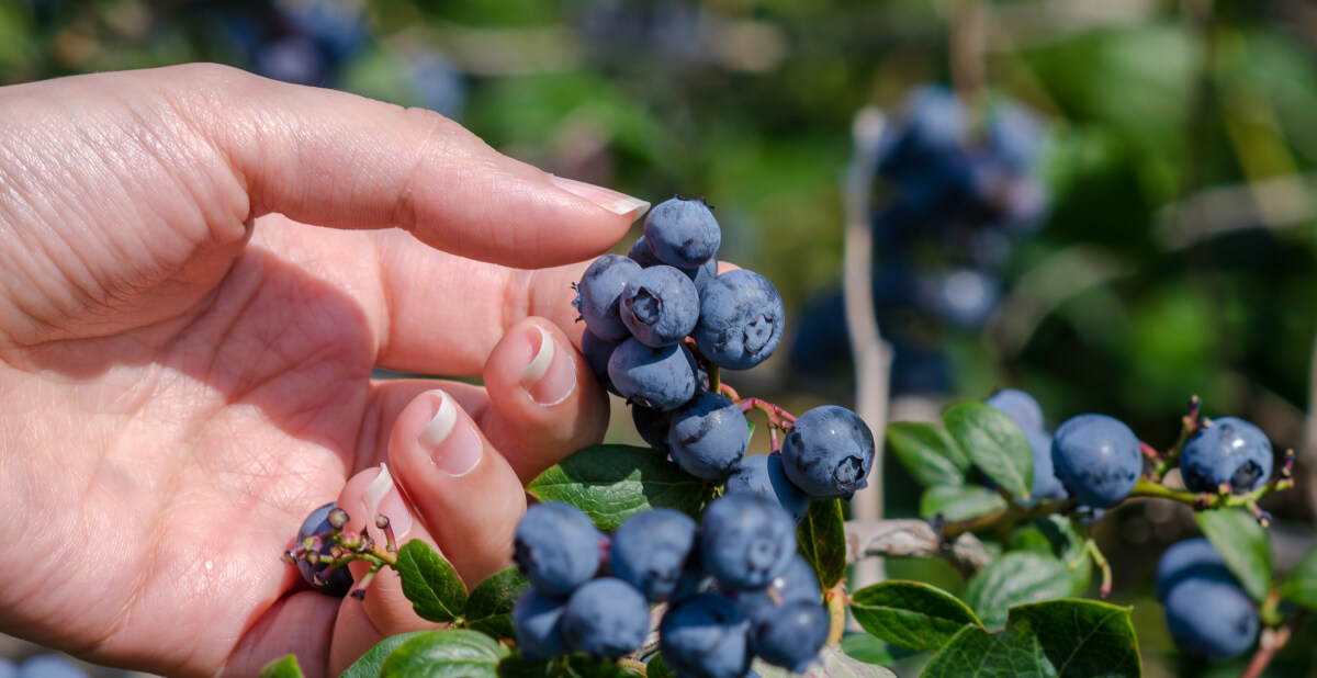 Foods with antioxidant