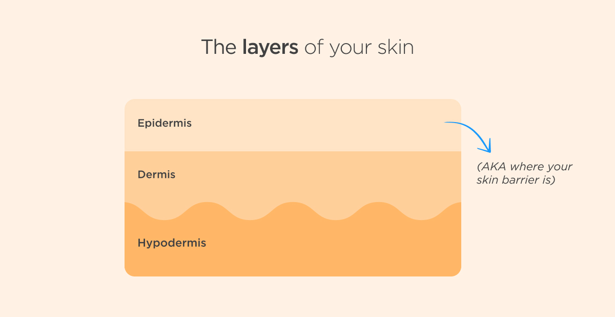 Layers of skin